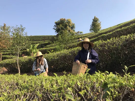 Yunnan Menghai Ripe Fermented Pu Erh Cake Slim Tea