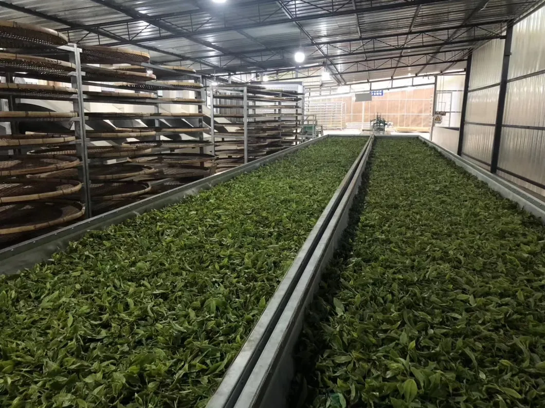 Premium Pu erh tea leaves carefully sourced for production